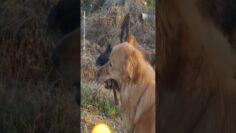 Two Friends Share a Stick || ViralHog