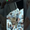 Tiny Kitten Sleeps In Car’s Storage Compartment || ViralHog