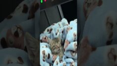 Tiny Kitten Sleeps In Car’s Storage Compartment || ViralHog