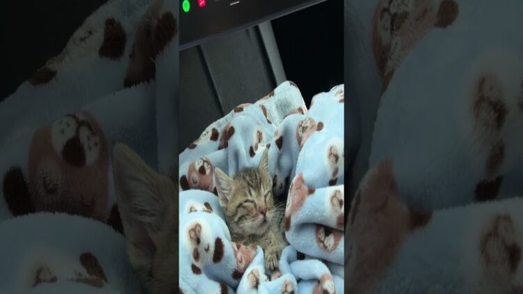 Tiny Kitten Sleeps In Car’s Storage Compartment || ViralHog