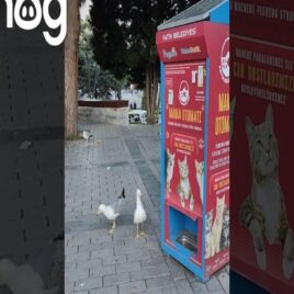 Seagulls Meowing || ViralHog