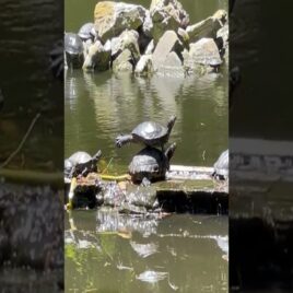 Turtles Strike Balanced Pose || ViralHog