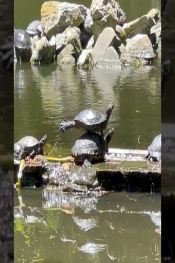 Turtles Strike Balanced Pose || ViralHog